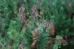 Sphaeropsis sapinea